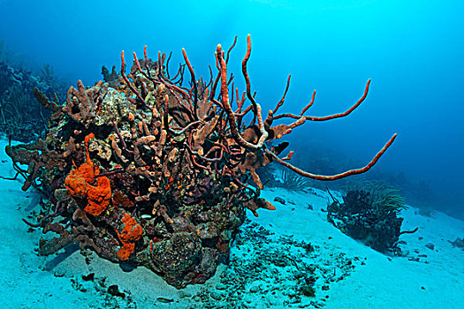 珊瑚礁,珊瑚,繁茂,多样,彩色,海绵,桑迪,地面,小,多巴哥岛,斯佩塞德,特立尼达和多巴哥,小安的列斯群岛,加勒比海