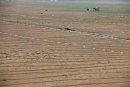 内蒙库不齐沙漠,亿利公司的农业