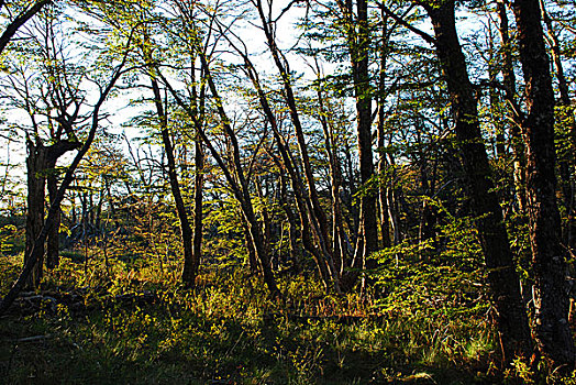 日落,国家公园,省,阿根廷,四月,2009年