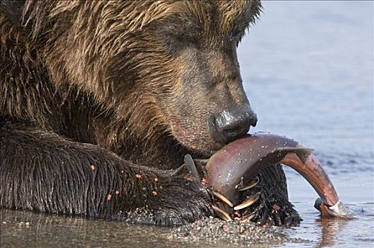 棕熊,三文鱼,蛋,堪察加半岛,俄罗斯