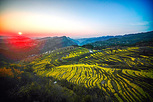 重庆酉阳,三月花海千氹田