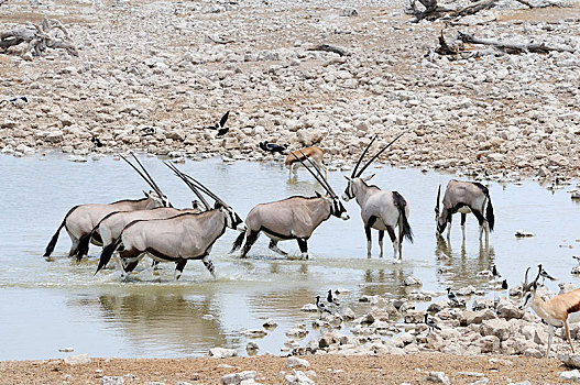 南非大羚羊,羚羊,水坑,埃托沙国家公园,靠近,区域,纳米比亚,非洲