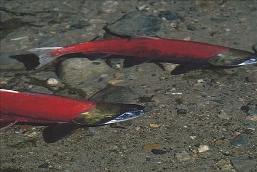 红大马哈鱼,红鲑鱼,一对,产卵,湖,阿拉斯加
