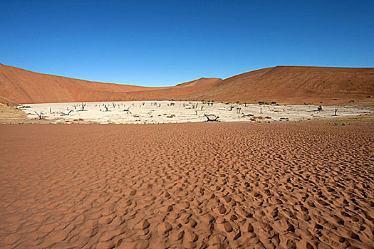 沙丘,死,骆驼,刺,树,盐,粘土,死亡谷,索苏维来地区,纳米布沙漠,纳米比诺克陆夫国家公园,纳米比亚,非洲