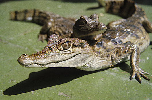 亚马逊河,幼兽,鳄鱼
