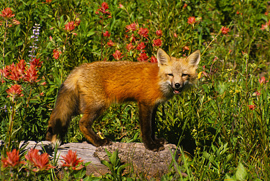 红狐栀子花图片
