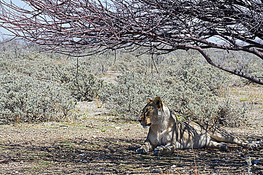 非洲狮,狮子,雌狮,卧,荫凉,树,警惕,埃托沙国家公园,纳米比亚,非洲