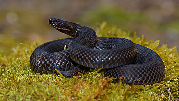 黑斑蝰蛇图片