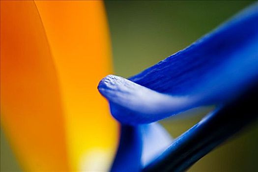 鹤望兰,花,局部,特写,橙色,蓝色,花瓣