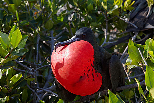 雄性,小军舰鸟,充气,喉咙,袋,赫诺韦萨岛,加拉帕戈斯,厄瓜多尔,南美