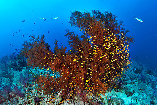 珊瑚礁,黑色,珊瑚,成群,红海,埃及,非洲