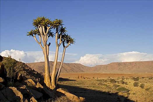 抖树,二歧芦荟,山脊,纳米比亚,非洲
