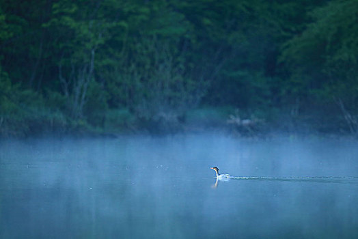 清晨薄雾中的中华秋沙鸭