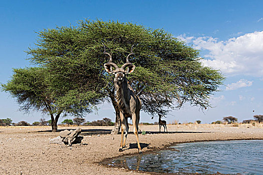 头像,大捻角羚,卡拉哈里沙漠,博茨瓦纳,非洲