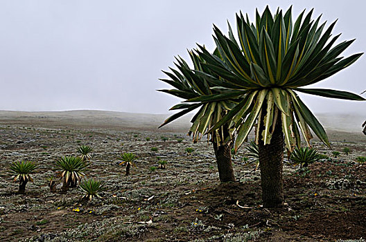 巨大,山梗莱属植物,高原,大捆,山峦,国家,公园,埃塞俄比亚,非洲