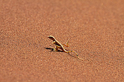 举起,脚,热,沙子,纳米比诺克陆夫国家公园,纳米比亚,非洲