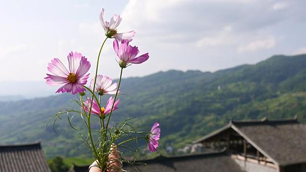 小雏菊小野花