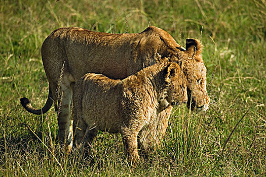 雌狮,幼兽,狮子,马赛马拉,肯尼亚
