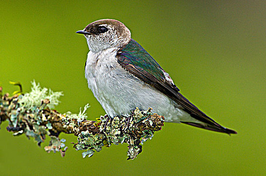 雌性,栖息,维多利亚,温哥华岛,不列颠哥伦比亚省,加拿大