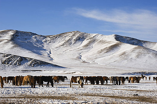 蒙古,靠近,乌兰巴托,冬季风景,马,牧群