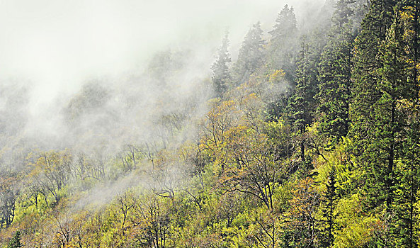 山雾彩林