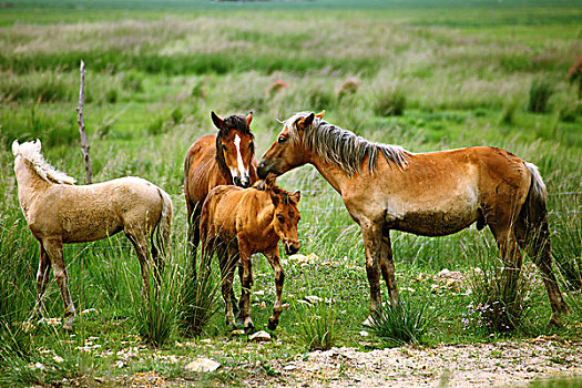 草原上生活的马群