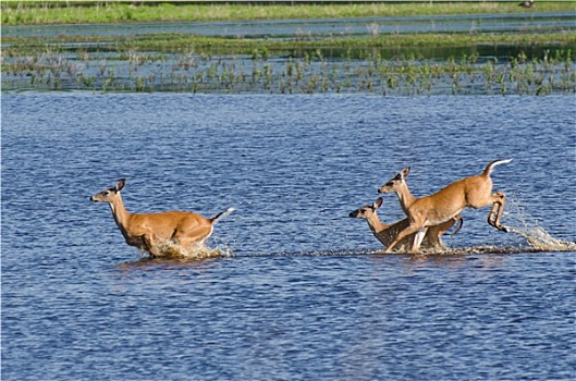 三个,惊奇,鹿,跳跃,水