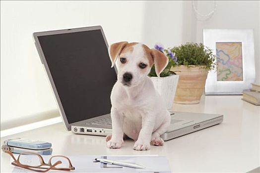 杰克罗素狗,小狗,坐,笔记本电脑