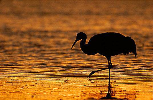 沙丘鹤,水中,日落时的半身侧面影,新墨西哥,美国