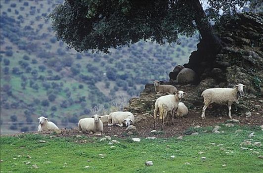 绵羊,仰视,橄榄树,绿色,山坡,靠近,西班牙,安达卢西亚