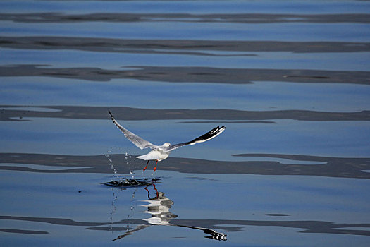 一只海鸥飞向水面的背影图