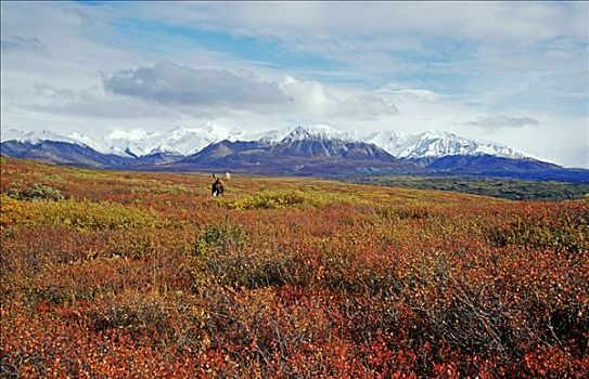 驼鹿,秋天,苔原,阿拉斯加山脉,背影,德纳里峰国家公园,阿拉斯加,美国