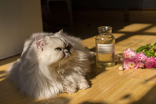猫与阳光