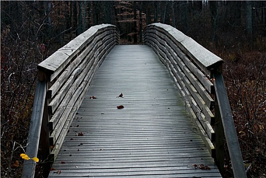 木桥,树林