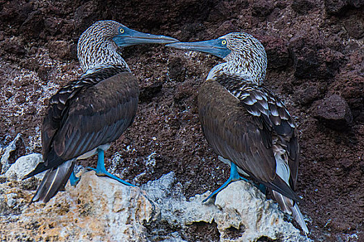 加拉帕戈斯群岛悬崖边的蓝脚鲣鸟