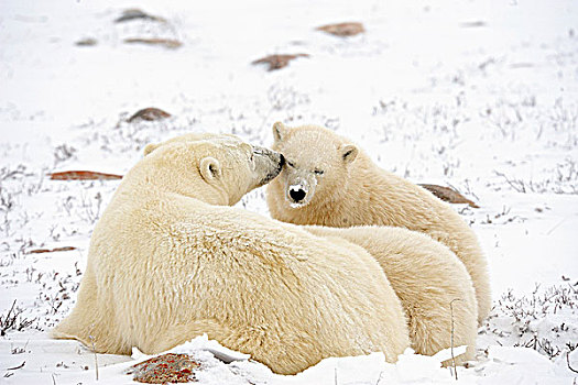 北极熊,母兽,幼兽