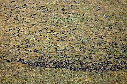 蓝角马,角马,牧群,迁徙,马赛马拉国家保护区,肯尼亚