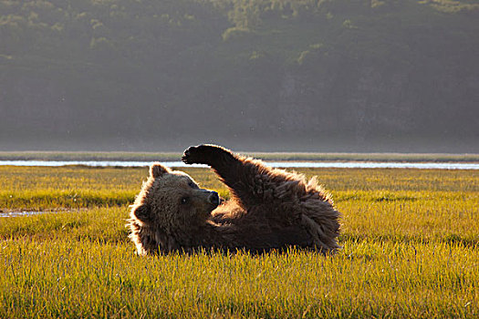 大灰熊,棕熊,美女,莎草,卡特麦国家公园,阿拉斯加