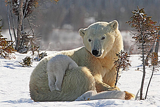 母亲,北极熊,玩,幼兽,雪地,瓦普斯克国家公园,丘吉尔市,曼尼托巴,加拿大