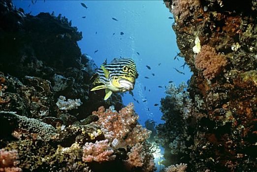珊瑚鱼,东方,珊瑚,水下拍摄,印度洋