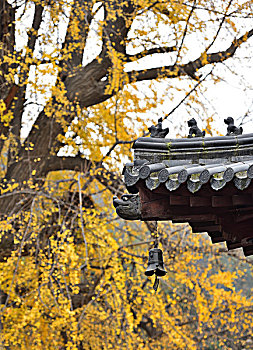 屋檐,屋角,古观音禅寺,风铃,银杏树