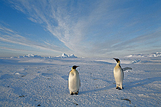 南极,帝企鹅,大幅,尺寸