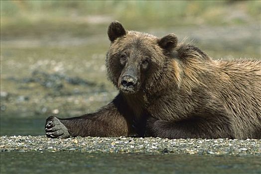 大灰熊,棕熊,休息,浅滩,卡特麦国家公园,阿拉斯加