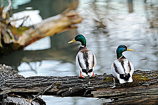 两个,野鸭,绿头鸭,水边