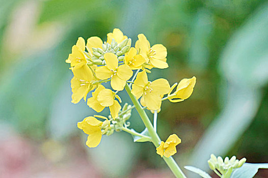 油菜花特写