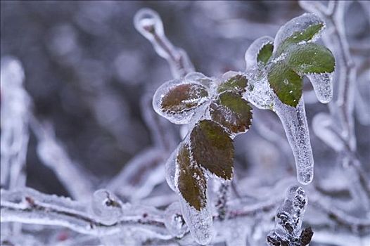 冰,雨,植物,遮盖,粗厚,地壳,下奥地利州