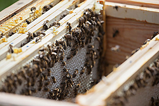 蜜蜂,蜂窝,农场