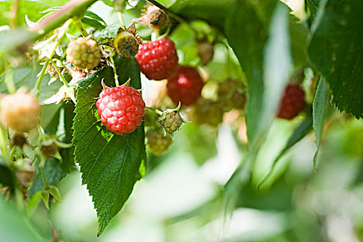 树莓,成熟,灌木