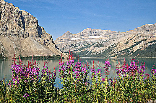 杂草,弓湖,班芙国家公园,艾伯塔省,加拿大