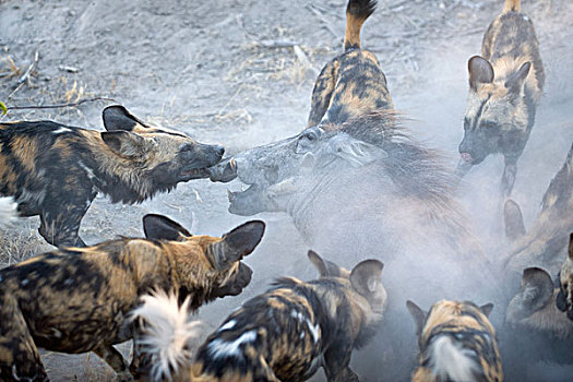 非洲野狗,非洲野犬属,攻击,疣猪,北方,博茨瓦纳
